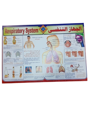 Picture of بوستر تعليمى الجهاز التنفسي، مقاس 50 × 70 سم - براديس