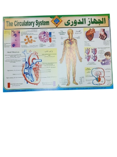 Picture of بوستر تعليمى الجهاز الدوري، مقاس 50 × 70 سم - براديس