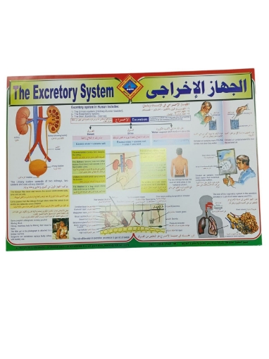 Picture of بوستر تعليمى الجهاز الاخراجي، مقاس 50 × 70 سم - براديس