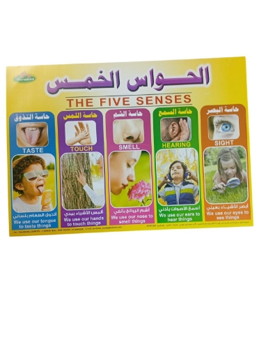 Picture of بوستر تعليمى الحواس الخمس، مقاس 50 × 70 سم - براديس
