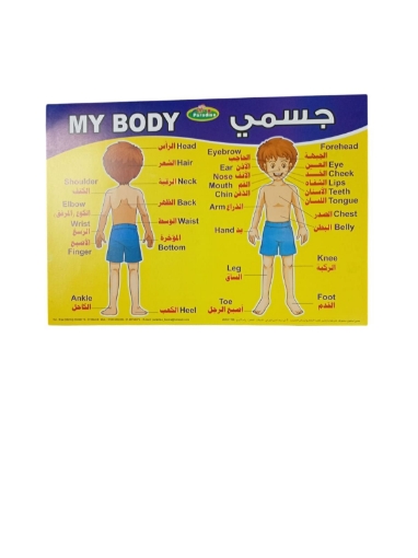 Picture of بوستر تعليمي جسم الإنسان، مقاس 50 × 70 سم -  براديس